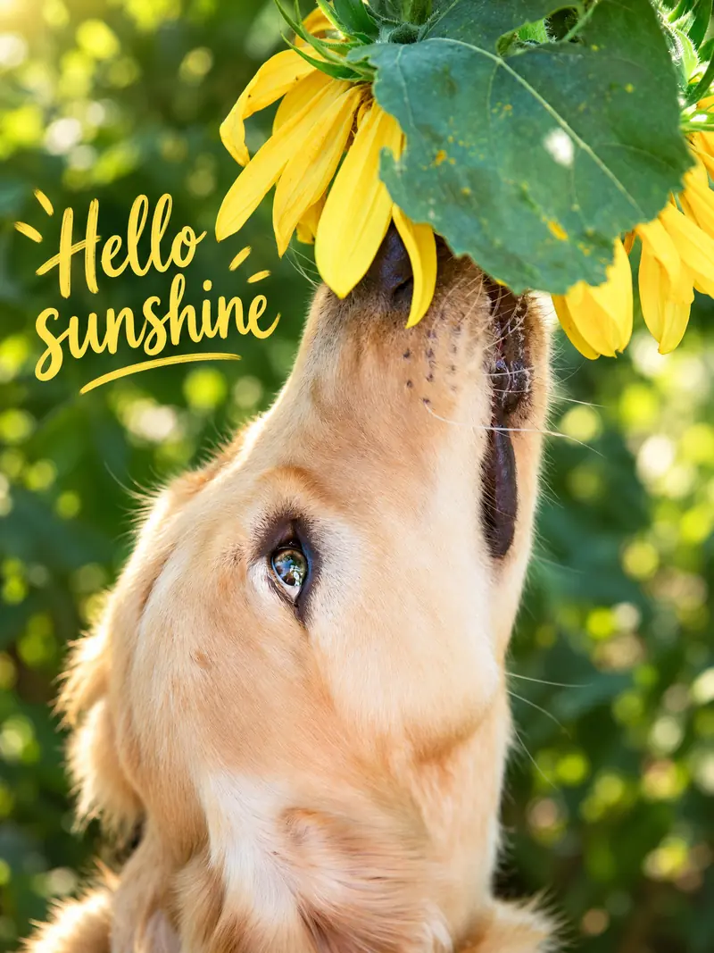 Generated artwork with lettering — A Hint of Sunshine